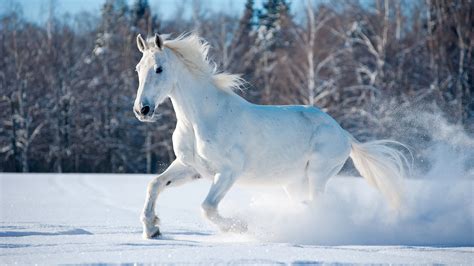 Horses In The Snow Wallpapers - Wallpaper Cave