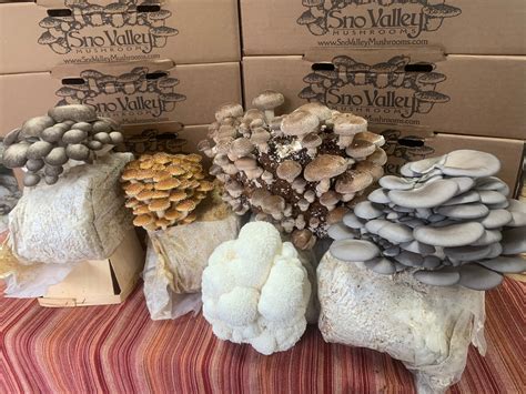 Shiitake Mushroom Growing Kit FREE SHIPPING | Etsy