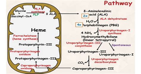 Heme Synthesis: Location, Enzymes, Steps, Regulation, Uses