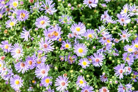 How to Grow and Care for Asters