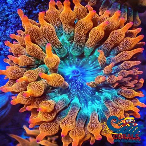 Ultra Rainbow Bubble Tip Anemone | Corals Anonymous