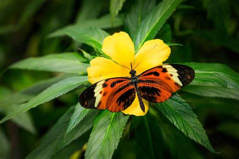 Close-up Photo of Heliconius Numata on a Yellow Flower Stock Photo - Image of wing, ecosystem ...