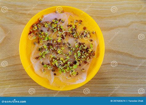 Top View of Germinated Seeds for Growing Microgreens in a Yellow Plate. Stock Photo - Image of ...