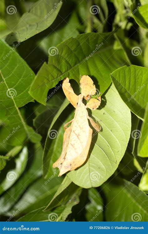 Leaf Insects Phylliidae are Camouflaged, Indonesia Stock Photo - Image of leaf, wildlife: 77206826