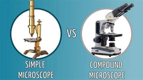 Simple vs. Compound Microscope: What's the Difference? - Optics Mag