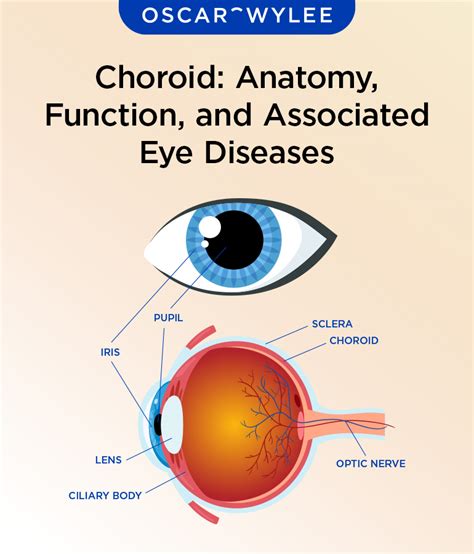 Choroid: Anatomy, Function, and Associated Eye Diseases