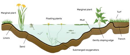 Build a pond | Lincolnshire Wildlife Trust