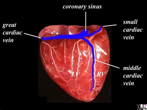 Venous Drainage | Heart