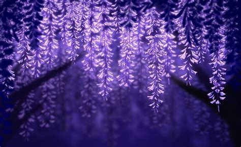 Wisteria | Purple flowers wallpaper, Purple wallpaper, Purple aesthetic