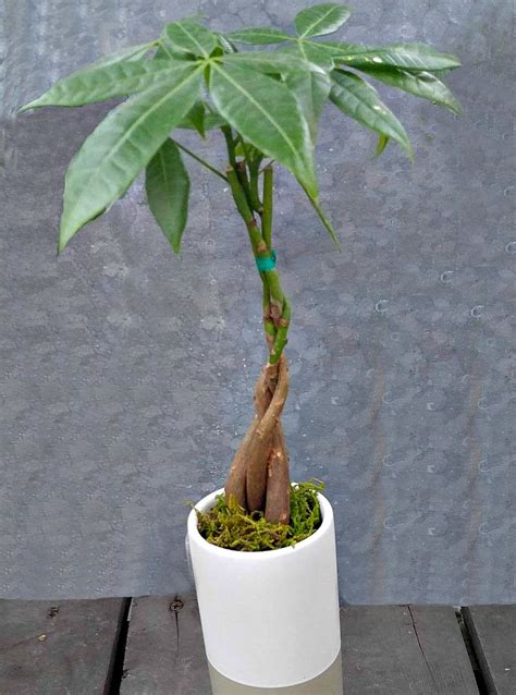 Braided Money Tree Plant - A Symbol of Luck and Prosperity