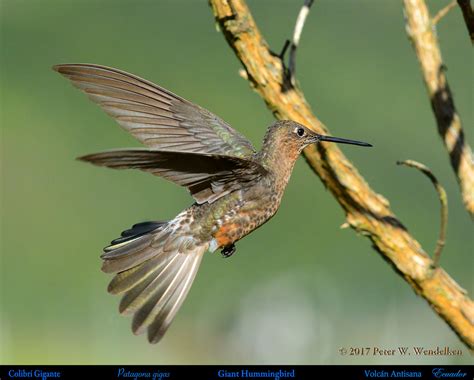 GIANT HUMMINGBIRD Patagona gigas at Volcán Antisana in Ecuador ...