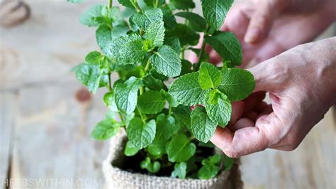 Spearmint Plant Care [Simple Guide] - Herbs Within