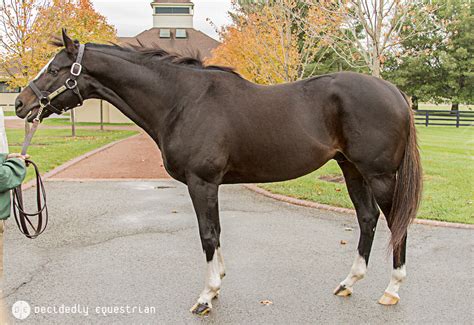 Lexington - Decidedly Equestrian