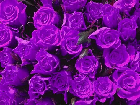 Free Purple Flowers, Download Free Purple Flowers png images, Free ...