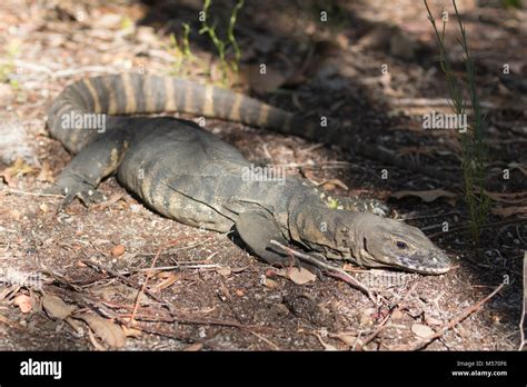 A Heath Goanna or, as they are also called, a Rosenberg's Goanna ...