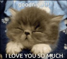 Cat Goodnight Love You Cute GIF - Cat Goodnight Love You Cute Goodnight - Discover & Share GIFs