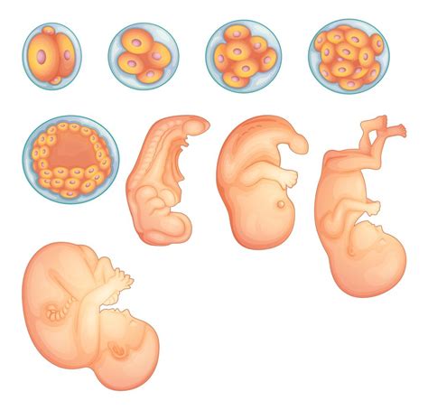 Stages in human embryonic development 455531 Vector Art at Vecteezy