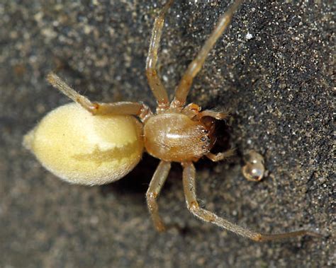 yellow sac spider bite pictures : Biological Science Picture Directory – Pulpbits.net