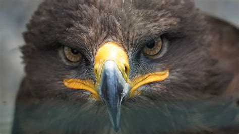 Download Bird Of Prey Beak Close-up Face Eagle Animal Golden Eagle 4k Ultra HD Wallpaper