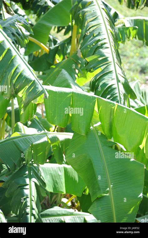 bananas, phosphorus, sweetly, green, iron, sugar, copper, bananas, magnesium Stock Photo - Alamy