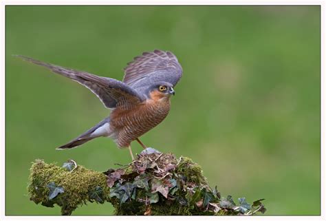 BirdWatch Ireland's Conservation Team blog: Irish Garden Birds - Stunning Sparrowhawk!