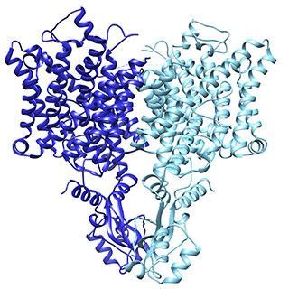 Change in chloride ion channel structure influences function - Jane Coffin Childs Memorial Fund