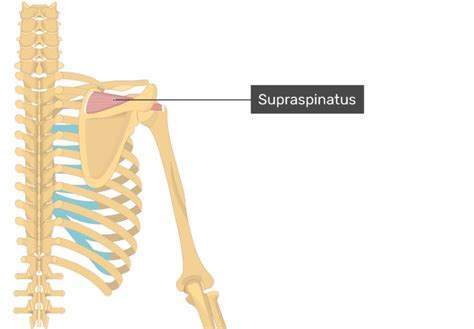 Supraspinatus Muscle Attachment