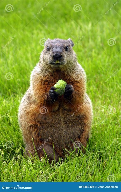 Woodchuck Stock Images - Image: 5487404