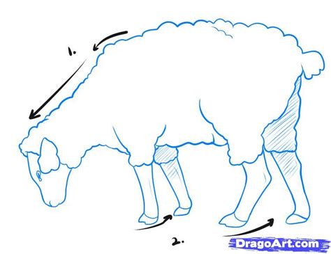 how to draw a sheep eating grass - vansoldskooloffwhite