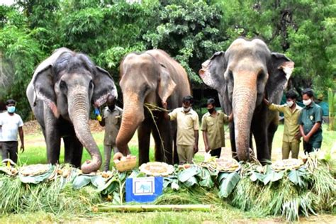 A Hyderabad company recently adopted 20 animals. Heartwarming!