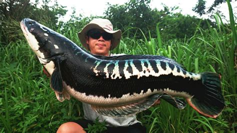 Giant Snakehead Fish