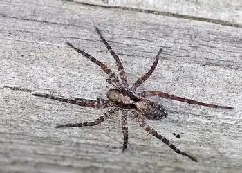 Avoid These 6 Wolf Spiders in Ohio (With Pictures)