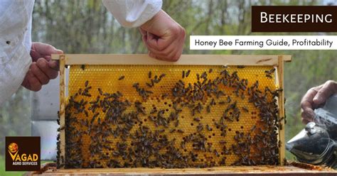 Beekeeping: Honey Bee Farming Guide, Profitability