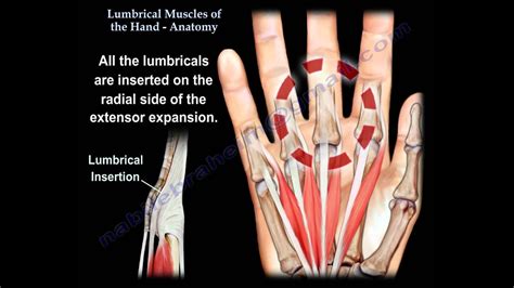 Lumbrical Muscles Of The Hand Anatomy - Everything You Need To Know ...