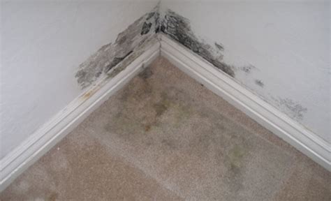 How to Dry a Wet Carpet | Paul Davis Restoration & Remodeling of North Atlanta