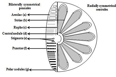 diatoms articles - Encyclopedia of Life