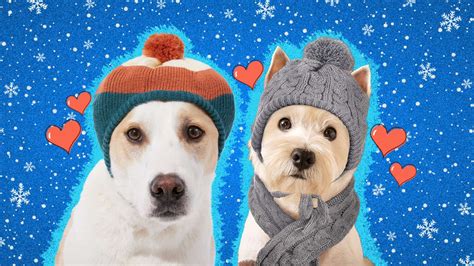 8 Dog Winter Hats That Will Keep Your Pup Toasty Warm This Winter ...