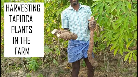 How to harvest Tapioca in the farm / Harvesting tapioca / Harvesting ...