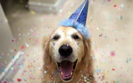 Birthday Dog - Dogs & Animals Background Wallpapers on Desktop Nexus ...