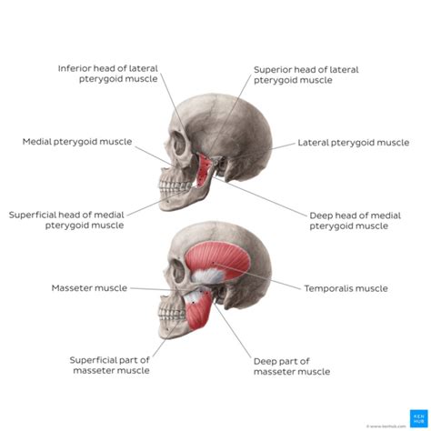 Muscles of Mastication - Physiopedia