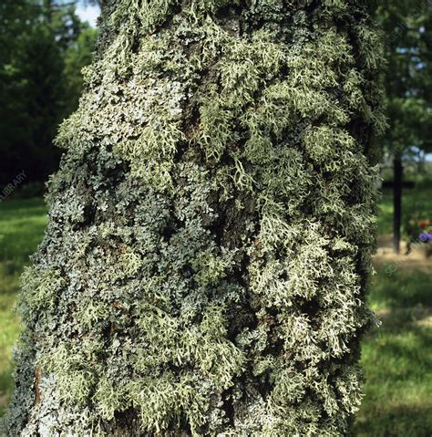 Lichens growing on tree - Stock Image - B400/0079 - Science Photo Library