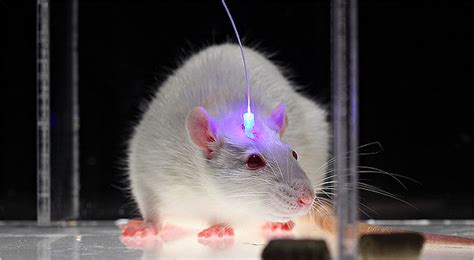 Optogenetics and the Future of Brain Mapping | Lions Talk Science