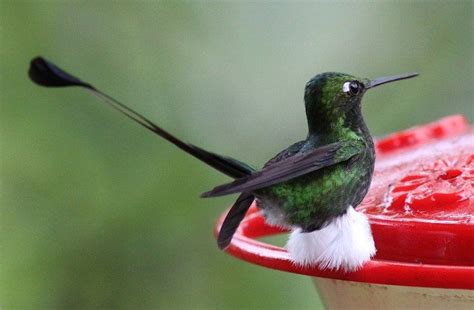 Have You Seen This Hummingbird Before? | Hummingbird, Bird, Humingbird