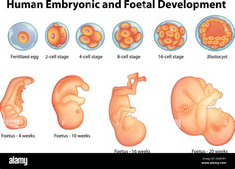 Human Embryo Development Stages