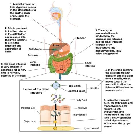 Digestion and Absorption of Lipids – Human Nutrition