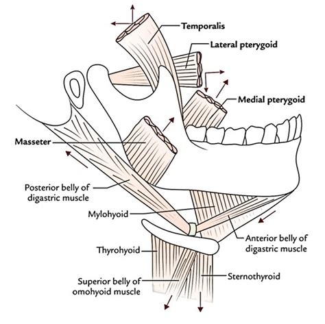 Muscles of Mastication – Earth's Lab