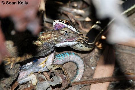 Coast Range Fence Lizard - Sceloporus occidentalis bocourtii