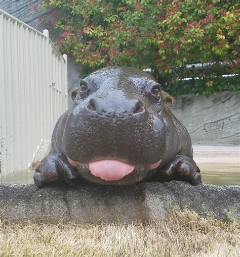 A baby hippo | Rebrn.com