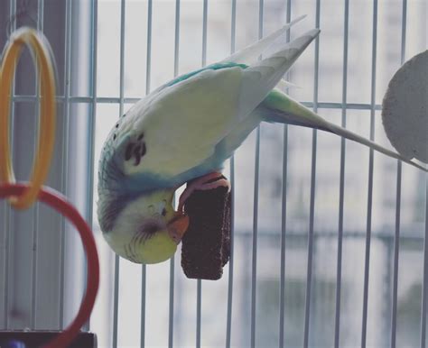 Best Budgie Toys Reviewed for 2022 - Petz