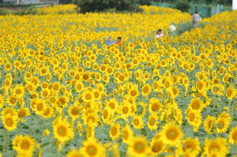 Kiyose Sunflower Festival 2021: Don’t Miss the Largest Sunflower Field in Tokyo! - Japan Web ...